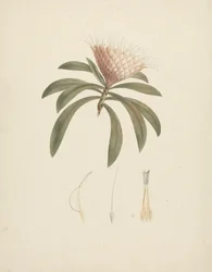 Protea gaguedi J. F. Gmel. (Protea): hotová kresba s květinovými detaily
