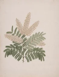 Pterolobium stellatum (Forssk): hotová kresba