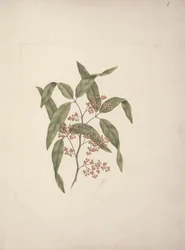 Rhus? retinorrhoea Oliver: hotová kresba