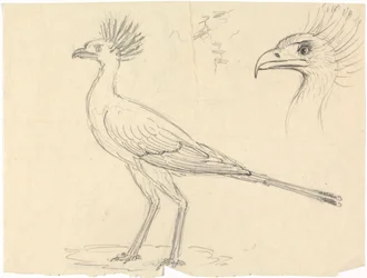 tajemník Bird
