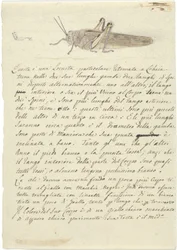 Studie kobylky, z Miscellaneous Sketches in Wrapper (akvarel a pero a inkoust na papíře)