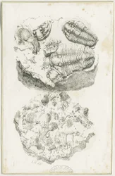 Dudley - Fosílie: litografie, nd [c 1825] (tisk)