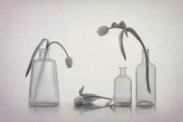 Tiché zátiší s tulipány
