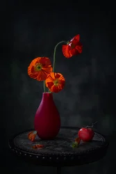 Červené máky - temné zátiší