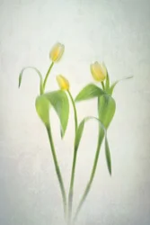 Jemně žluté tulipány