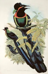 Arfak Astrapia, Astrapia Nigra - Ráj