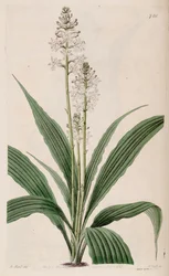 Ilustrace Calanthe triplicata (jako syn. Calanthe veratrifolia) (rostlina)