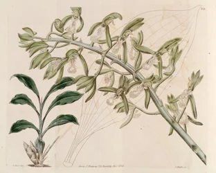 Ilustrace Catasetum cristatum
