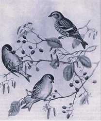 Siskins, Nature in Britain vydalo nakladatelství Collins, 1946