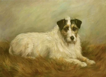 Teriér