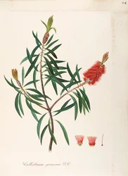 Albany Bottlebrush (Callistemon speciosum DC), Myrtaceae, keř s vytrvalými listy, původem z Austrálie, akvarel