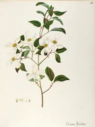 Kvetoucí dřín (Cornus florida), Cornaceae, malý strom nebo keř původem ze Severní Ameriky, akvarel