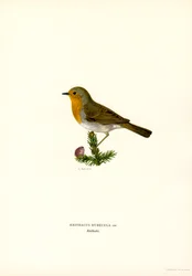 Robin (barva lito)