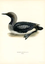 Arctic Loon (barevné lito)
