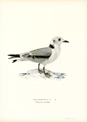 Kittiwake černonohá (barevná lito)