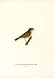 Chiffchaff (barva lito)