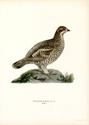 Hazel Grouse (barva lito)