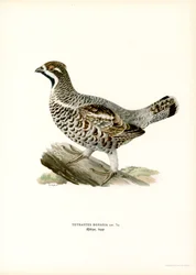 Hazel Grouse (barva lito)