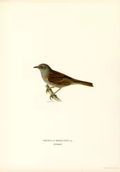 Hedge Warbler (barva lito)