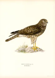 Hen Harrier (barva lito)