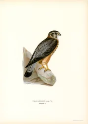 Merlin (barva lito)