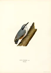 Nuthatch (colour litho)   1401999   cs       czech Successfully Translated  Original: Illustration for Madame Bovary by Gustave Flaubert (1821-80) published by Gibert Jeune Translat: Illustration for 