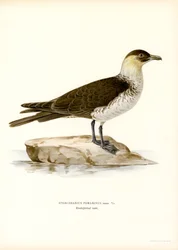 Pomarine Skua (barevní členové)