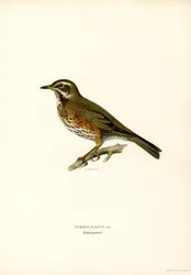 Redwing (barva lito)
