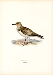 Sanderling (barva lito)