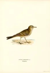 Tawny Pipit (barevná lito)