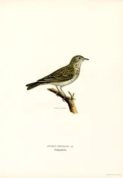 Pipit stromový (barevná lito)