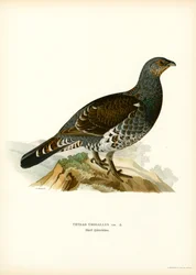 Tetřev hlušec (barevný litho)