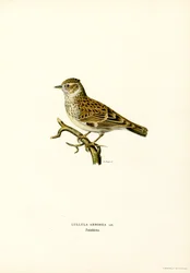 Wood Lark (barva lito)
