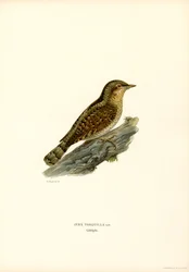 Wryneck (barva lito)