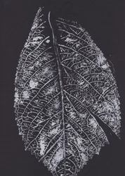 Monochromatický vzor listů