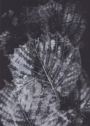 Studie monochromatického listu