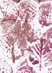 Organický Maroon Flow
