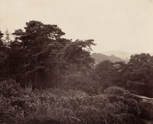 Studie listů,c. 1863 (foto)