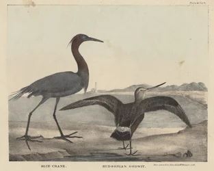 Blue Crane, Hudsonian Godwit, litho od Childse a Inmana, z „Kabinetu přírodní historie a amerických venkovských sportů“ od J. und T. Doughtyho, 1832