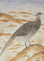 Himálajský fanoušek bažant, Jahangir Period, Mughal, cca 1620 (akvarel)