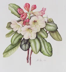 Rhododendron (akvarel na papíře)