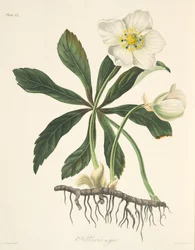 Černá čemeřice neboli vánoční růže, z Květinových ilustrací ročních období, vydáno 1829
