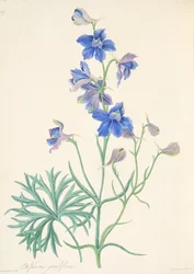 Ostrožka velkokvětá, z Květinových ilustrací ročních období, vydáno 1829