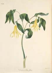 Velkokvětý bellwort, z díla „Floral Illustrations of the Seasons“, vydaného roku 1829