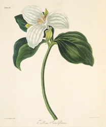 Velké květované trillium, z květinových ilustrací ročních období, hospoda. 1829 (ručně kolorovaná rytina)