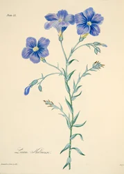 Narbonne Flax, z Květinové ilustrace ročních období, hospoda. 1829 (ručně kolorovaná rytina)