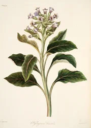 Oriental Hyoscyamus, z Květinové ilustrace ročních období, hospoda. 1829 (ručně kolorovaná rytina)