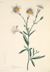 Malovaná Salpiglossis, z Květinové ilustrace ročních období, hospoda. 1829 (ručně kolorovaná rytina)
