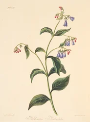 Plicník lékařský, z knihy Květinové ilustrace ročních období, vyd. 1829 (ručně kolorovaná rytina)