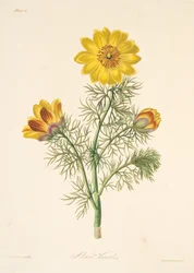 Trvalka Adonis, z Květinové ilustrace ročních období, hospoda. 1829 (ručně kolorovaná rytina)